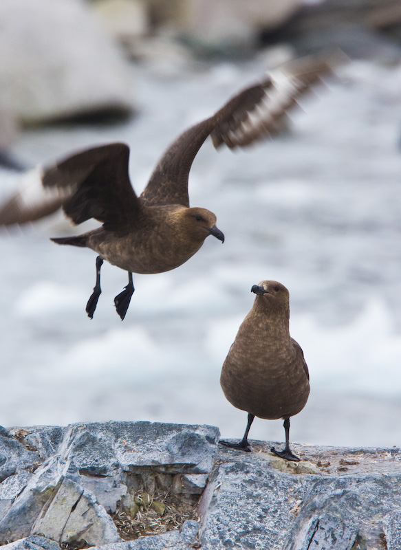 Brown Skuas